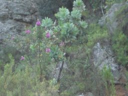 Hypocalyptus sophoroides slender shrub flowering